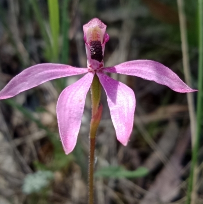 Caladenia congesta (Pink Caps) at Stromlo, ACT - 30 Oct 2021 by Lou