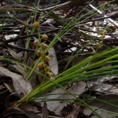 Lomandra filiformis subsp. filiformis (Wattle Matrush) at Boro - 28 Oct 2021 by Paul4K