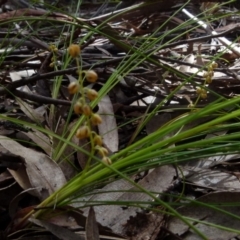 Lomandra filiformis subsp. filiformis (Wattle Matrush) at Boro, NSW - 29 Oct 2021 by Paul4K