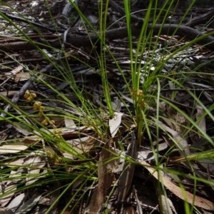 Lomandra filiformis subsp. filiformis at Boro, NSW - 29 Oct 2021