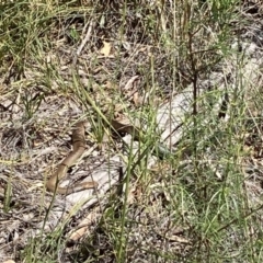 Pseudonaja textilis (Eastern Brown Snake) at Bruce, ACT - 30 Oct 2021 by Jenny54