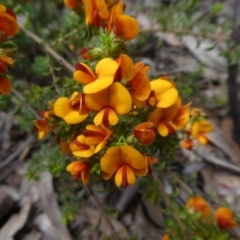 Pultenaea procumbens (Bush Pea) at Bruce, ACT - 28 Oct 2021 by WendyW