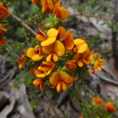 Pultenaea procumbens (Bush Pea) at Black Mountain - 28 Oct 2021 by WendyW