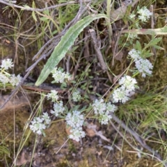 Poranthera microphylla (Small Poranthera) at Point 5822 - 30 Oct 2021 by Jenny54