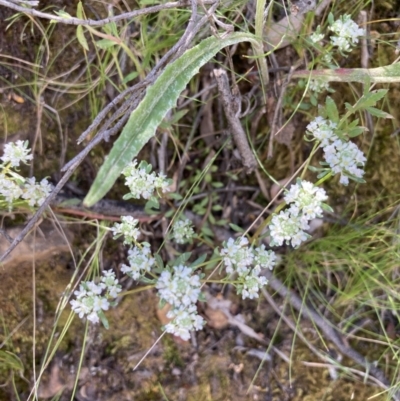 Poranthera microphylla (Small Poranthera) at Point 5822 - 30 Oct 2021 by Jenny54