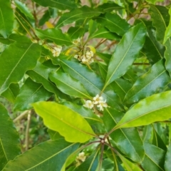 Pittosporum undulatum (sweet pittosporum) at Isaacs, ACT - 30 Oct 2021 by Mike
