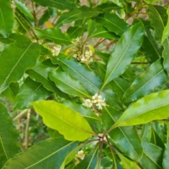 Pittosporum undulatum (Sweet Pittosporum) at Isaacs, ACT - 30 Oct 2021 by Mike