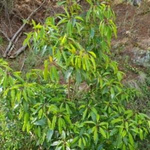 Pittosporum undulatum at Isaacs, ACT - 30 Oct 2021 04:02 PM