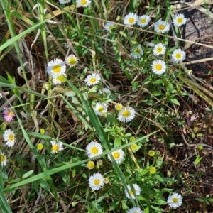 Erigeron karvinskianus at Isaacs, ACT - 30 Oct 2021 03:59 PM