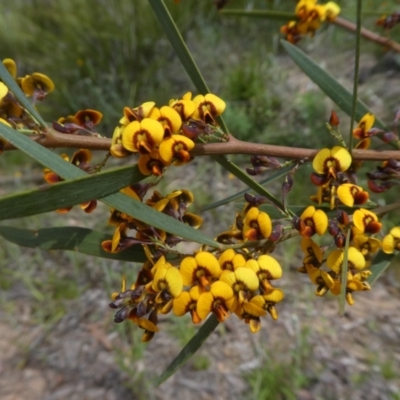 Daviesia mimosoides subsp. mimosoides at Black Mountain - 28 Oct 2021 by WendyW