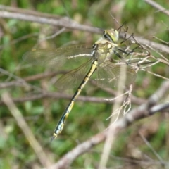 Hemicordulia tau at Boro, NSW - 29 Oct 2021