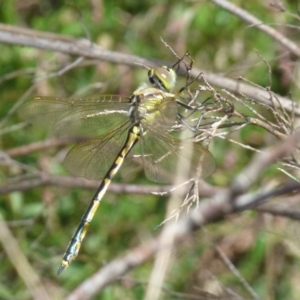 Hemicordulia tau at Boro, NSW - 29 Oct 2021