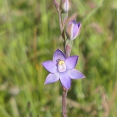 Thelymitra pauciflora (Slender Sun Orchid) at MTR591 at Gundaroo - 30 Oct 2021 by MaartjeSevenster