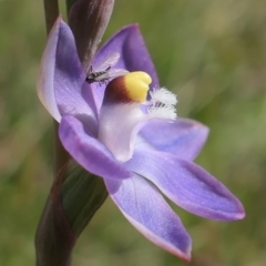 Thelymitra pauciflora at Gundaroo, NSW - 30 Oct 2021