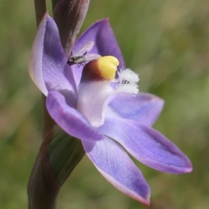 Thelymitra pauciflora at Gundaroo, NSW - suppressed