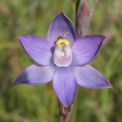 Thelymitra pauciflora at Gundaroo, NSW - suppressed