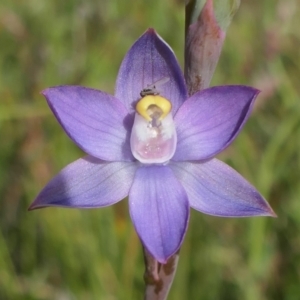 Thelymitra pauciflora at Gundaroo, NSW - suppressed