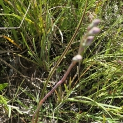 Thelymitra pauciflora at Gundaroo, NSW - 30 Oct 2021