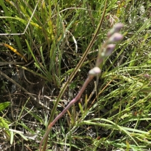 Thelymitra pauciflora at Gundaroo, NSW - 30 Oct 2021