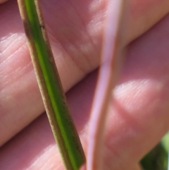 Thelymitra pauciflora at Gundaroo, NSW - suppressed