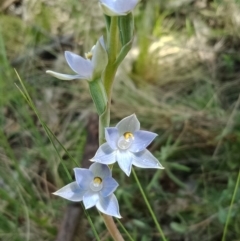 Thelymitra sp. (A Sun Orchid) at Block 402 - 23 Oct 2021 by Lou