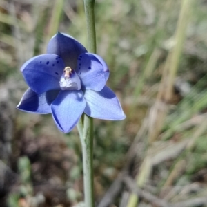 Thelymitra juncifolia at Stromlo, ACT - suppressed