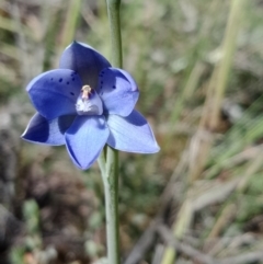 Thelymitra juncifolia (Dotted Sun Orchid) at Stromlo, ACT - 30 Oct 2021 by Lou