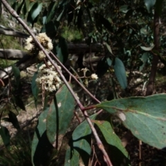 Eucalyptus dives (Broad-leaved Peppermint) at QPRC LGA - 28 Oct 2021 by Paul4K