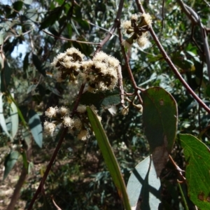 Eucalyptus dives at Boro, NSW - 29 Oct 2021