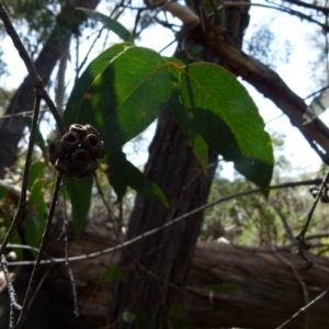 Eucalyptus dives at Boro, NSW - 29 Oct 2021