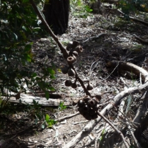 Eucalyptus dives at Boro, NSW - 29 Oct 2021