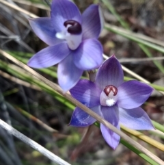 Thelymitra sp. aff. cyanapicata (Blue Top Sun-orchid) at Hackett, ACT - 28 Oct 2021 by Lou