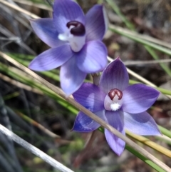 Thelymitra sp. aff. cyanapicata (Blue Top Sun-orchid) at Mount Majura - 27 Oct 2021 by Lou