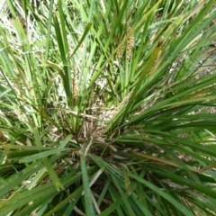 Lomandra longifolia (Spiny-headed Mat-rush, Honey Reed) at Boro, NSW - 29 Oct 2021 by Paul4K