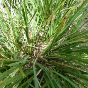 Lomandra longifolia at Boro, NSW - 29 Oct 2021