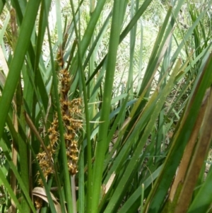 Lomandra longifolia at Boro, NSW - 29 Oct 2021