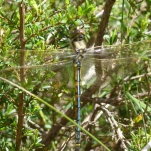 Hemicordulia tau at Boro, NSW - 29 Oct 2021