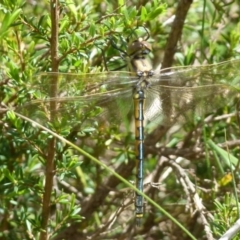 Hemicordulia tau at Boro, NSW - 29 Oct 2021