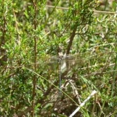Hemicordulia tau at Boro, NSW - suppressed