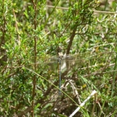 Hemicordulia tau at Boro, NSW - 29 Oct 2021