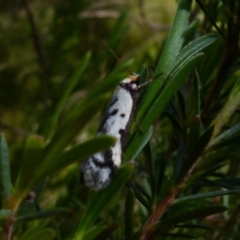 Philobota lysizona (A concealer moth) at Boro - 29 Oct 2021 by Paul4K
