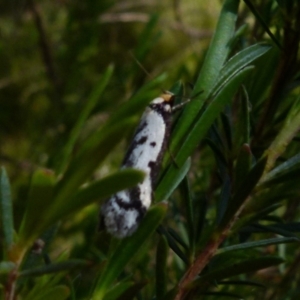 Philobota lysizona at Boro, NSW - suppressed