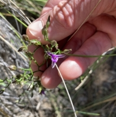 Thysanotus patersonii (Twining Fringe Lily) at Black Mountain - 30 Oct 2021 by Jenny54