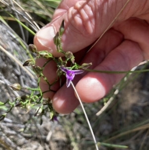 Thysanotus patersonii at Acton, ACT - 30 Oct 2021 02:54 PM