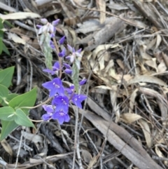 Veronica perfoliata (Digger's Speedwell) at Acton, ACT - 30 Oct 2021 by Jenny54