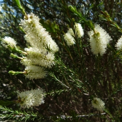 Melaleuca parvistaminea (Small-flowered Honey-myrtle) at Boro, NSW - 29 Oct 2021 by Paul4K