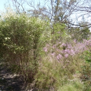 Melaleuca parvistaminea at Boro, NSW - suppressed