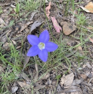 Wahlenbergia sp. at Acton, ACT - 30 Oct 2021