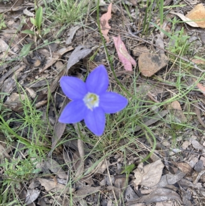 Wahlenbergia sp. (Bluebell) at Black Mountain - 30 Oct 2021 by Jenny54