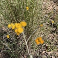 Chrysocephalum semipapposum (Clustered Everlasting) at Black Mountain - 30 Oct 2021 by Jenny54